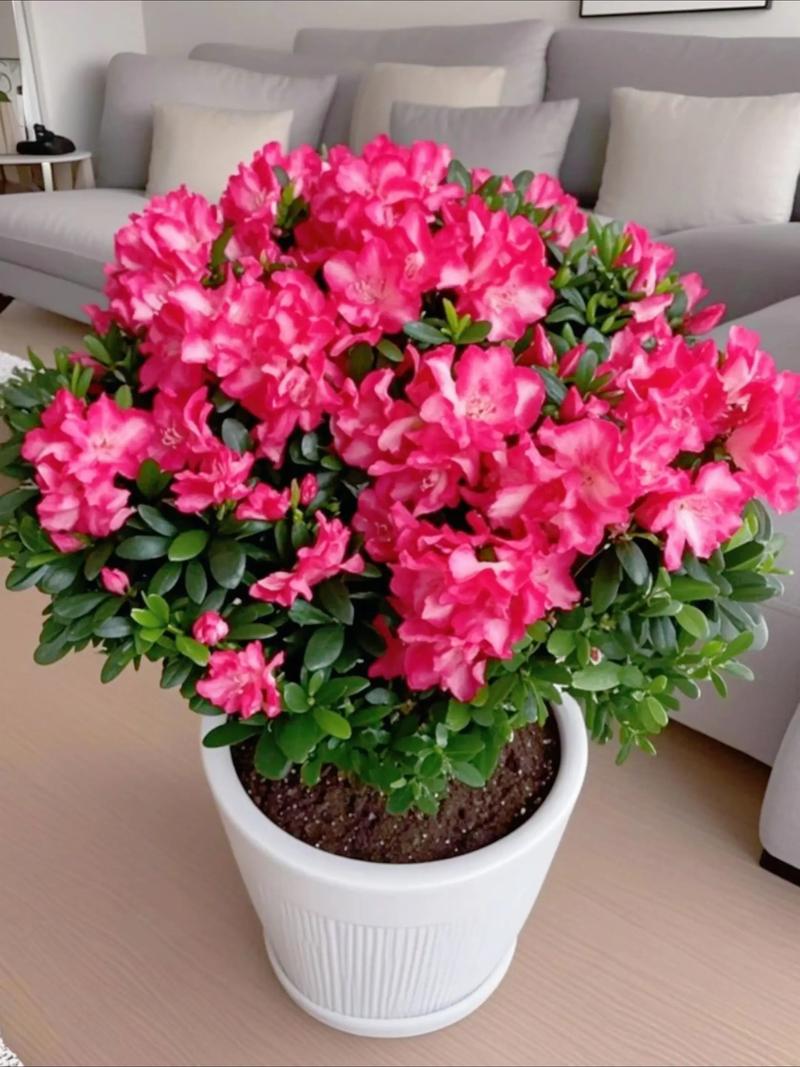 杜鹃花适合放卧室吗,杜鹃花可以放卧室吗,对人体好吗-第2张图片-优品飞百科 杜鹃花适合放卧室吗,杜鹃花可以放卧室吗,对人体好吗-第2张图片-优品飞百科