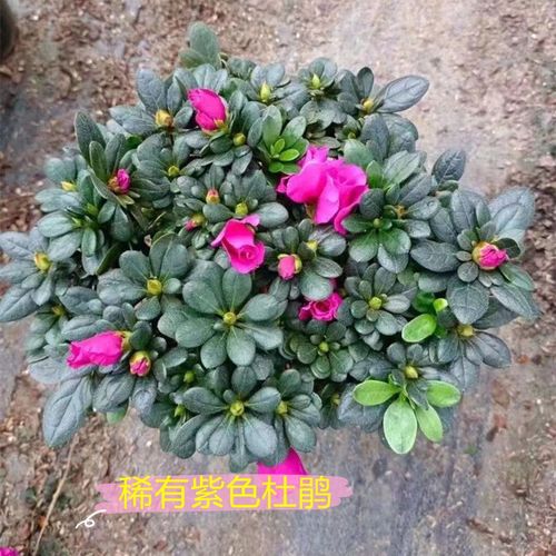 杜鹃花适合放卧室吗,杜鹃花可以放卧室吗,对人体好吗-第3张图片-优品飞百科 杜鹃花适合放卧室吗,杜鹃花可以放卧室吗,对人体好吗-第3张图片-优品飞百科