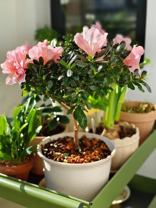 杜鹃花适合放卧室吗,杜鹃花可以放卧室吗,对人体好吗-第5张图片-优品飞百科 杜鹃花适合放卧室吗,杜鹃花可以放卧室吗,对人体好吗-第5张图片-优品飞百科