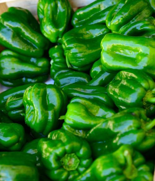 紫角叶的养殖方法，紫角叶的种植方法？-第1张图片-优品飞百科