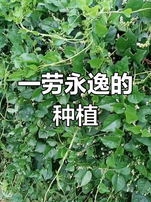 紫角叶的养殖方法，紫角叶的种植方法？-第2张图片-优品飞百科