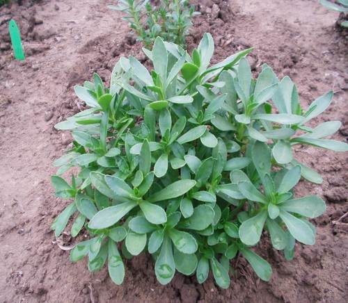 紫角叶的养殖方法，紫角叶的种植方法？-第3张图片-优品飞百科