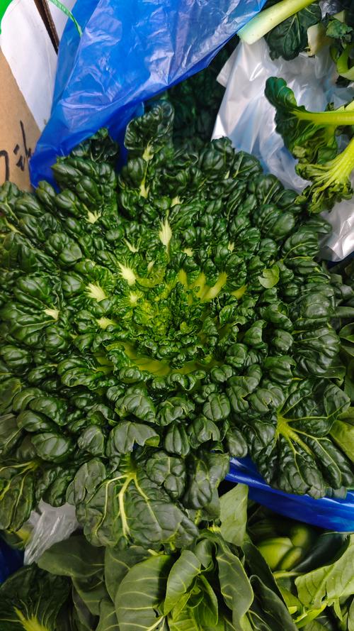 紫角叶的养殖方法，紫角叶的种植方法？-第4张图片-优品飞百科