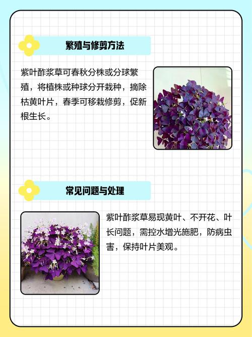 紫角叶的养殖方法，紫角叶的种植方法？-第5张图片-优品飞百科