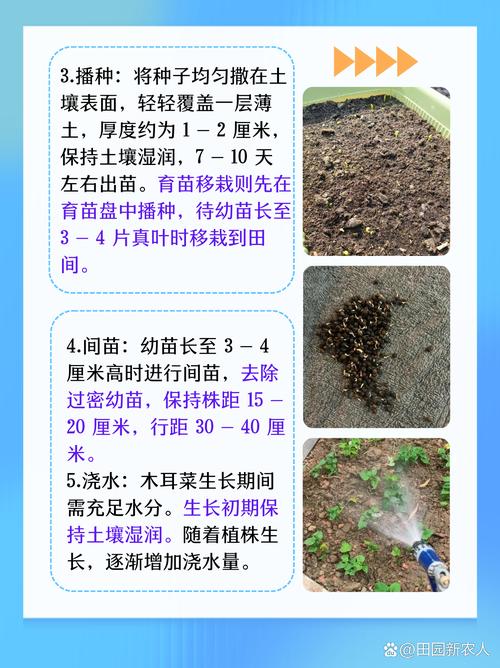 紫角叶的养殖方法，紫角叶的种植方法？-第6张图片-优品飞百科