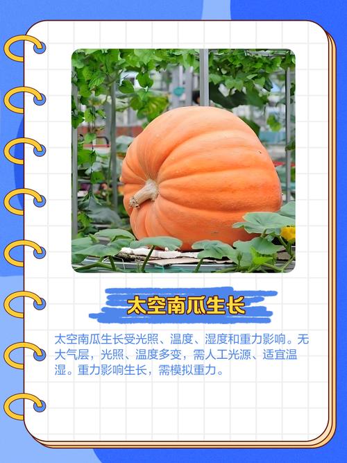 紫角叶的养殖方法，紫角叶的种植方法？-第7张图片-优品飞百科