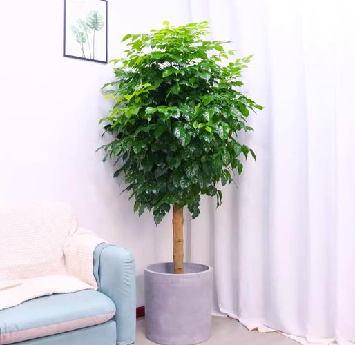 幸福树和绿宝树的区分，绿宝树是否幸福树？绿宝树与幸福树哪种贵？