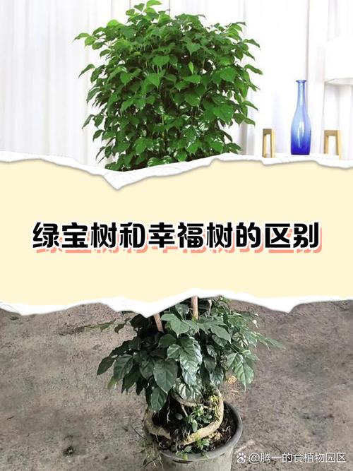 幸福树和绿宝树的区分,绿宝树是否幸福树?绿宝树与幸福树哪种贵?-第2张图片-优品飞百科 幸福树和绿宝树的区分,绿宝树是否幸福树?绿宝树与幸福树哪种贵?-第2张图片-优品飞百科