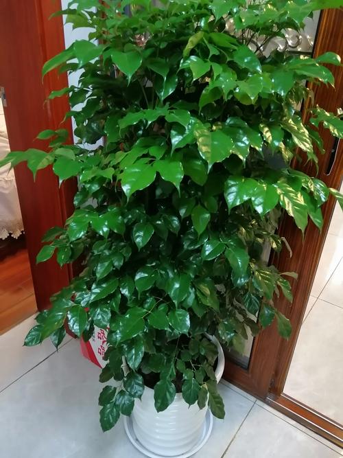 幸福树和绿宝树的区分,绿宝树是否幸福树?绿宝树与幸福树哪种贵?-第3张图片-优品飞百科 幸福树和绿宝树的区分,绿宝树是否幸福树?绿宝树与幸福树哪种贵?-第3张图片-优品飞百科