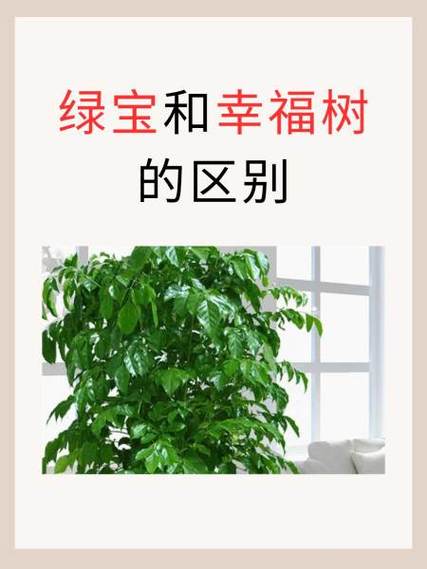 幸福树和绿宝树的区分,绿宝树是否幸福树?绿宝树与幸福树哪种贵?-第4张图片-优品飞百科 幸福树和绿宝树的区分,绿宝树是否幸福树?绿宝树与幸福树哪种贵?-第4张图片-优品飞百科