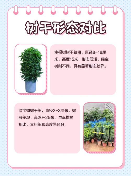 幸福树和绿宝树的区分,绿宝树是否幸福树?绿宝树与幸福树哪种贵?-第5张图片-优品飞百科 幸福树和绿宝树的区分,绿宝树是否幸福树?绿宝树与幸福树哪种贵?-第5张图片-优品飞百科