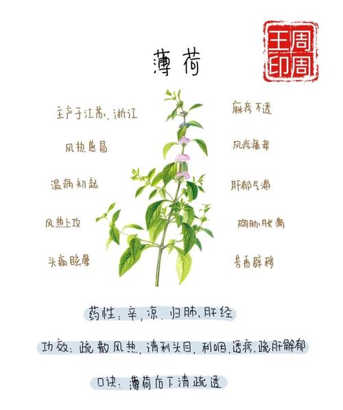 揪一把薄荷，放油锅炒鸡蛋，满鼻喷香！，薄荷炒鸡蛋薄荷需要焯水吗-第4张图片-优品飞百科