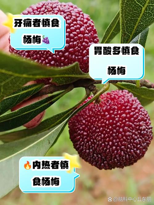 杨梅不能和什么一起吃，杨梅不能和什么一起吃,杨梅和什么相克？-第2张图片-优品飞百科