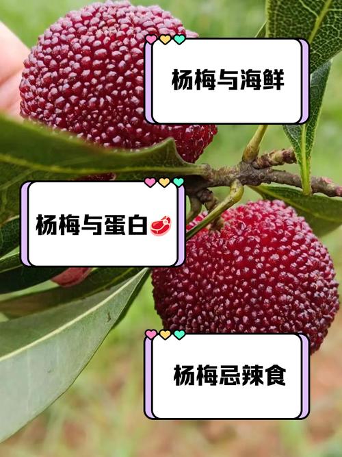 杨梅不能和什么一起吃，杨梅不能和什么一起吃,杨梅和什么相克？-第5张图片-优品飞百科