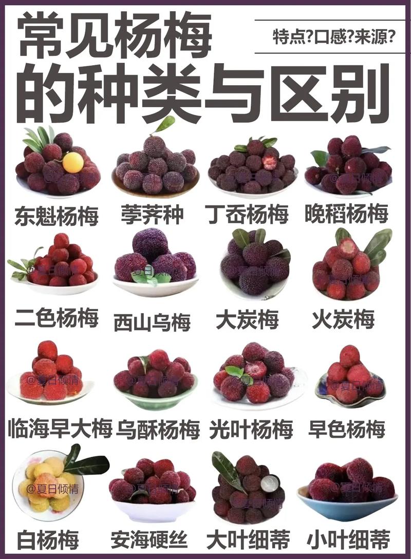 杨梅不能和什么一起吃，杨梅不能和什么一起吃,杨梅和什么相克？-第8张图片-优品飞百科