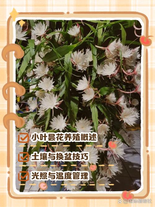 室内养什么花比较好，有什么需要注意的地方，请问室内养什么花好-第1张图片-优品飞百科