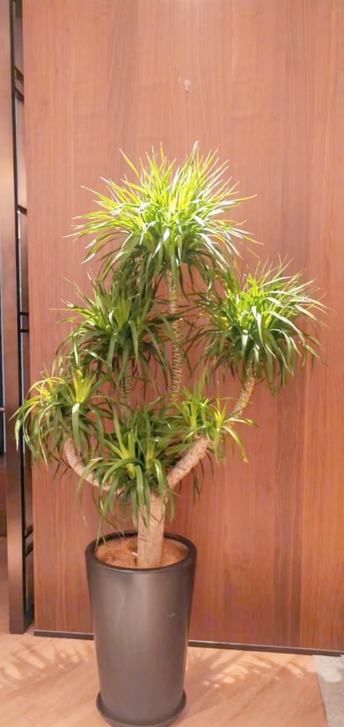 室内养什么花比较好，有什么需要注意的地方，请问室内养什么花好-第2张图片-优品飞百科