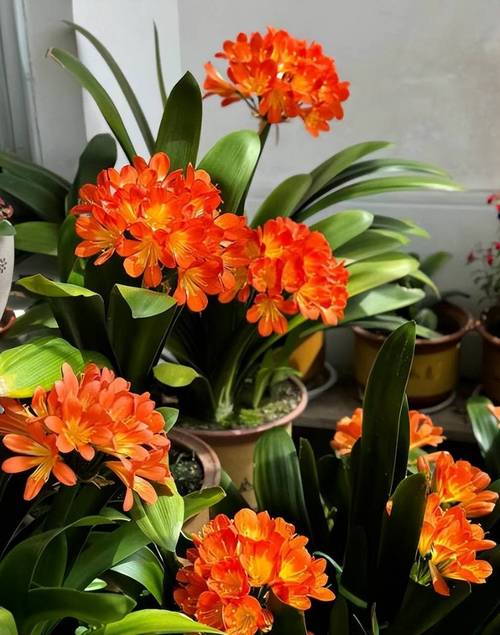 室内养什么花比较好，有什么需要注意的地方，请问室内养什么花好-第3张图片-优品飞百科