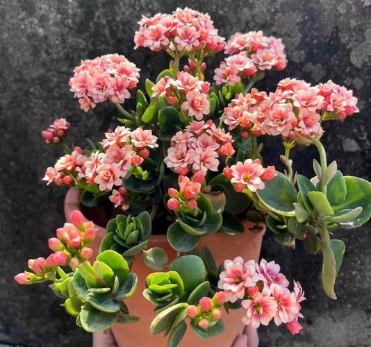 室内养什么花比较好，有什么需要注意的地方，请问室内养什么花好-第4张图片-优品飞百科