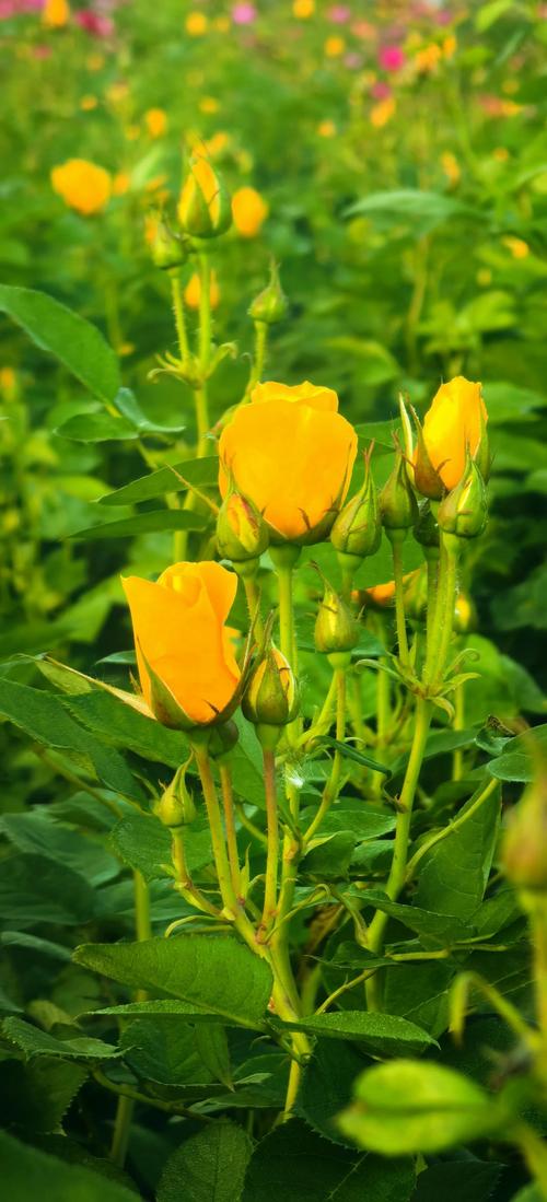 信阳适合养什么花,市花和市树是什么,适合信阳种植的花卉?-第1张图片-优品飞百科 信阳适合养什么花,市花和市树是什么,适合信阳种植的花卉?-第1张图片-优品飞百科