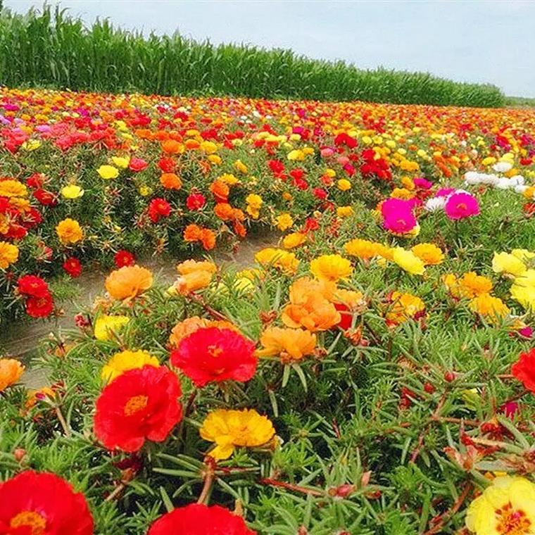 信阳适合养什么花,市花和市树是什么,适合信阳种植的花卉?-第2张图片-优品飞百科 信阳适合养什么花,市花和市树是什么,适合信阳种植的花卉?-第2张图片-优品飞百科