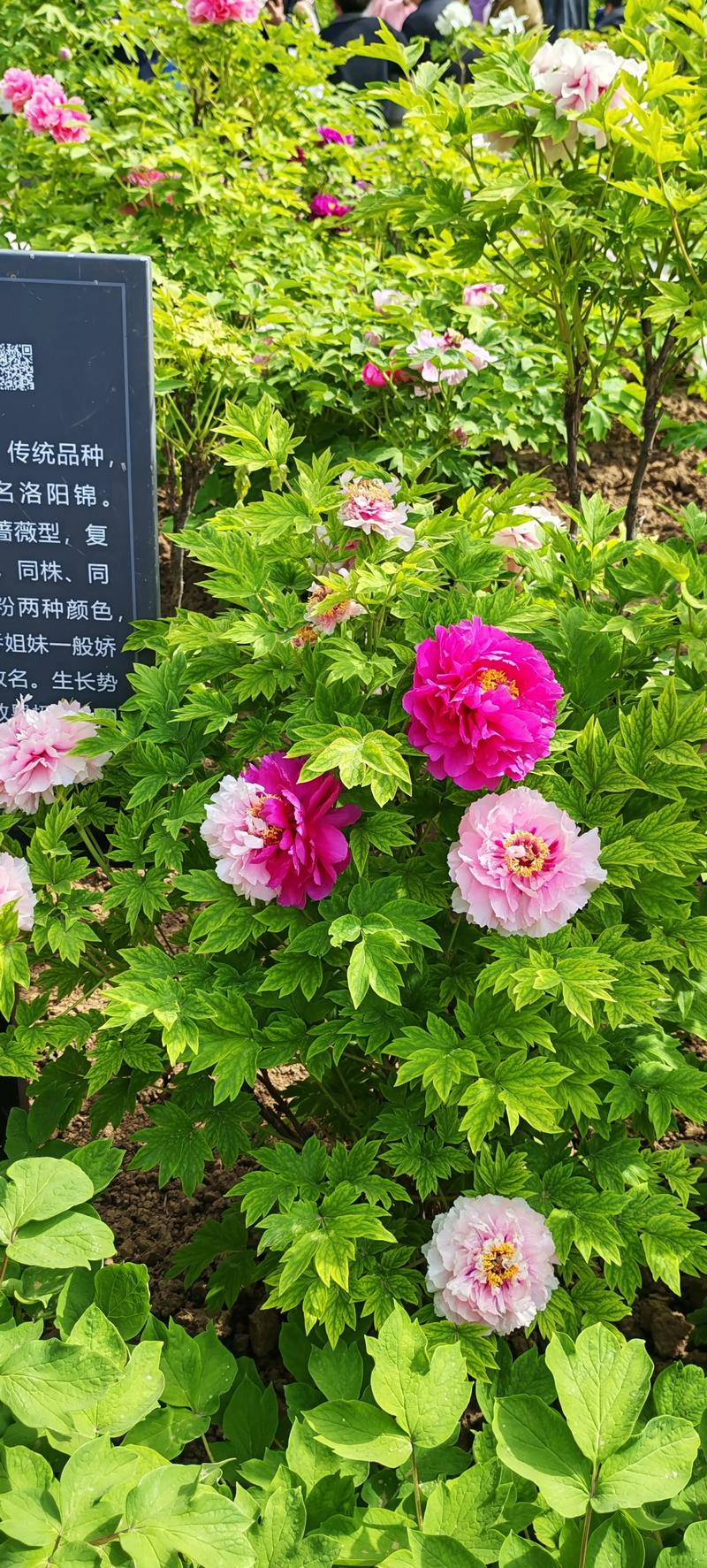信阳适合养什么花,市花和市树是什么,适合信阳种植的花卉?-第3张图片-优品飞百科 信阳适合养什么花,市花和市树是什么,适合信阳种植的花卉?-第3张图片-优品飞百科