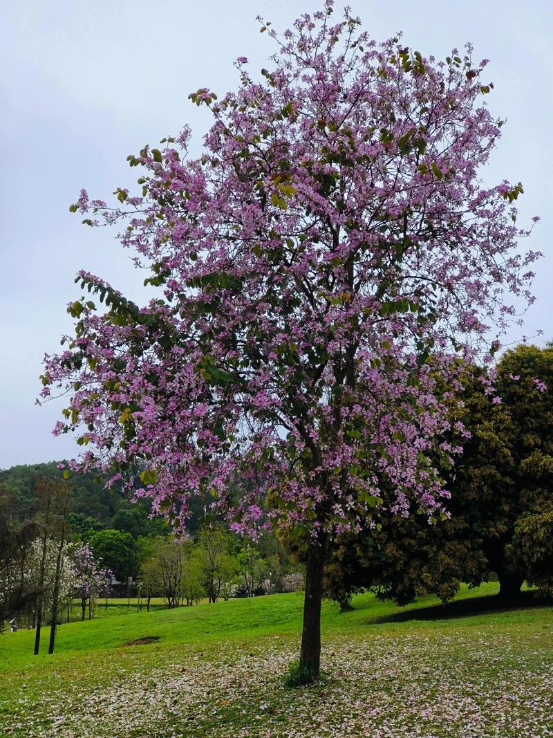 信阳适合养什么花,市花和市树是什么,适合信阳种植的花卉?-第4张图片-优品飞百科 信阳适合养什么花,市花和市树是什么,适合信阳种植的花卉?-第4张图片-优品飞百科
