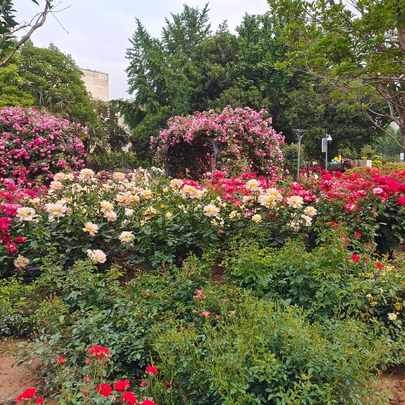 信阳适合养什么花,市花和市树是什么,适合信阳种植的花卉?-第5张图片-优品飞百科 信阳适合养什么花,市花和市树是什么,适合信阳种植的花卉?-第5张图片-优品飞百科