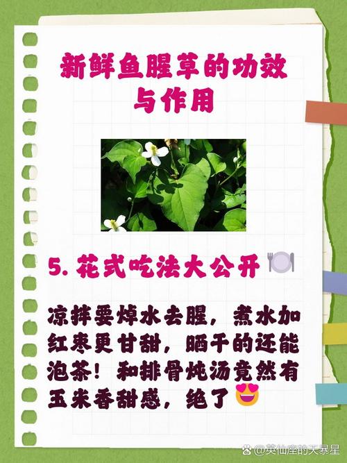 鱼腥草怎么吃，鱼腥草怎么做好吃，鱼腥草怎么吃,鱼腥草怎么做好吃又简单-第8张图片-优品飞百科