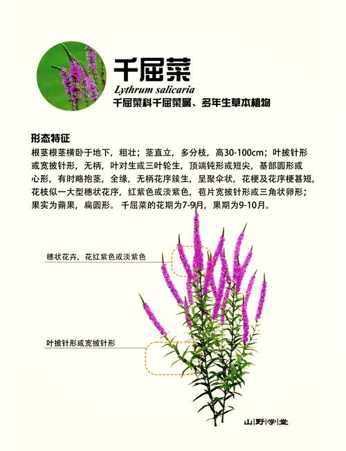 千屈菜的花语和传说，千屈菜的花语和传说有关吗