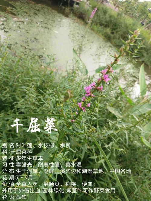 千屈菜的花语和传说，千屈菜的花语和传说有关吗-第2张图片-优品飞百科