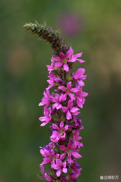 千屈菜的花语和传说，千屈菜的花语和传说有关吗-第4张图片-优品飞百科