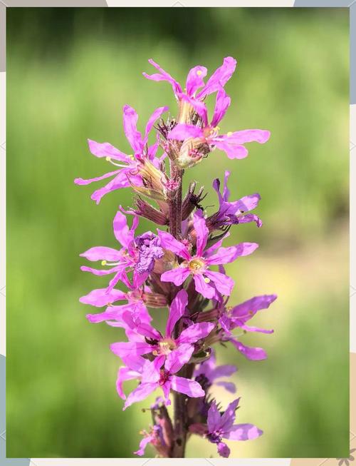 千屈菜的花语和传说，千屈菜的花语和传说有关吗-第5张图片-优品飞百科