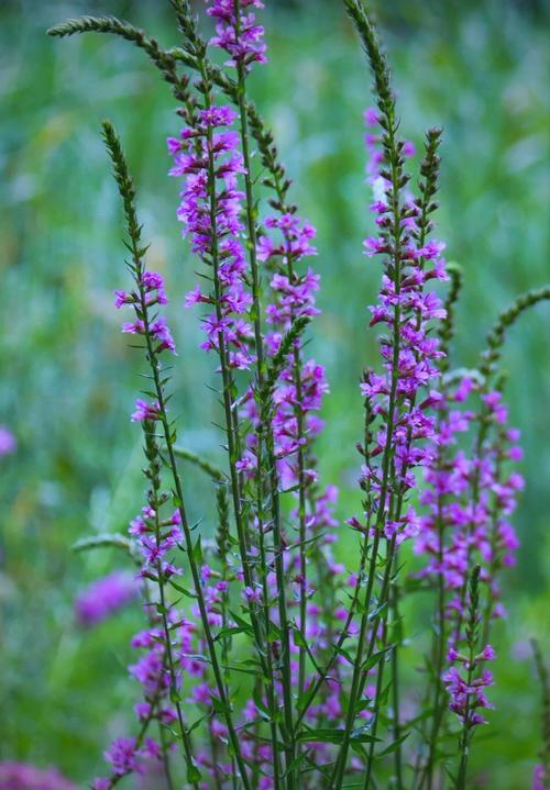 千屈菜的花语和传说，千屈菜的花语和传说有关吗-第6张图片-优品飞百科