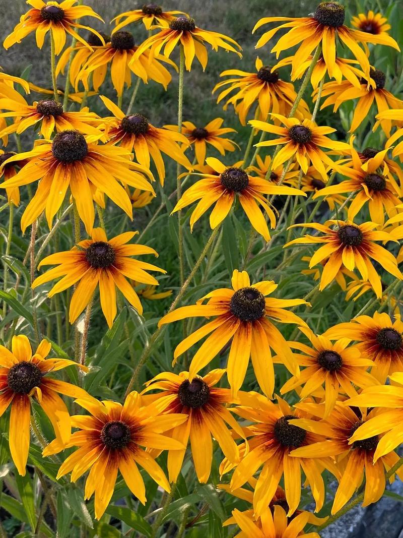 新买的黑心菊怎么养，黑心菊从播种到开花需要多长时间？