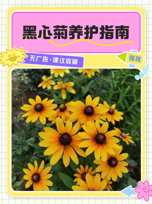 新买的黑心菊怎么养,黑心菊从播种到开花需要多长时间?-第2张图片-优品飞百科 新买的黑心菊怎么养,黑心菊从播种到开花需要多长时间?-第2张图片-优品飞百科