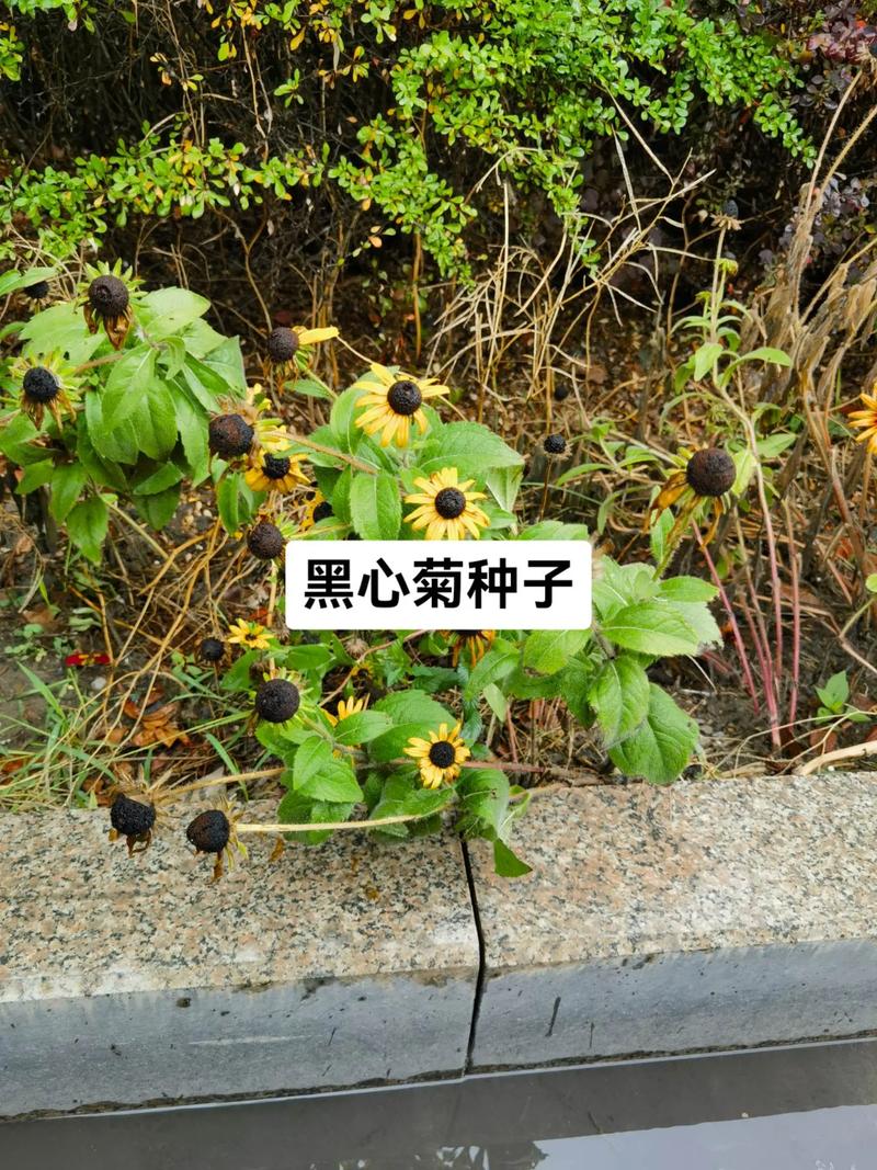 新买的黑心菊怎么养,黑心菊从播种到开花需要多长时间?-第3张图片-优品飞百科 新买的黑心菊怎么养,黑心菊从播种到开花需要多长时间?-第3张图片-优品飞百科