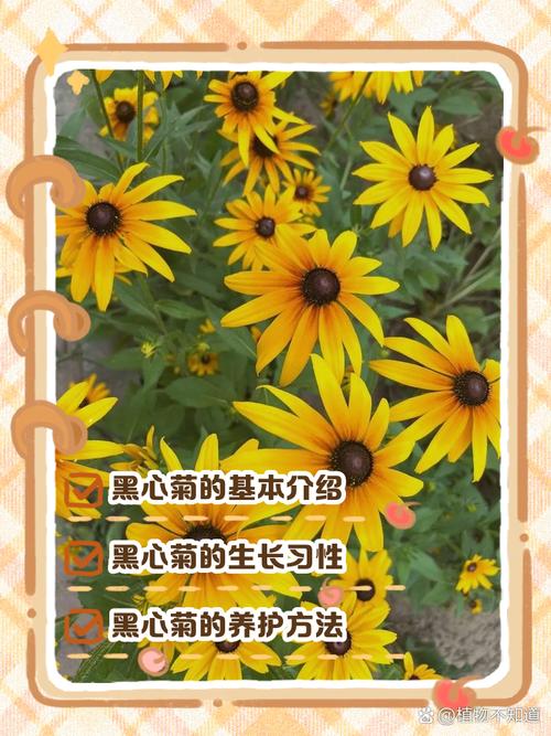 新买的黑心菊怎么养,黑心菊从播种到开花需要多长时间?-第4张图片-优品飞百科 新买的黑心菊怎么养,黑心菊从播种到开花需要多长时间?-第4张图片-优品飞百科