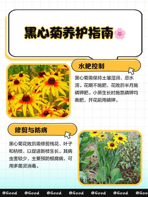 新买的黑心菊怎么养,黑心菊从播种到开花需要多长时间?-第6张图片-优品飞百科 新买的黑心菊怎么养,黑心菊从播种到开花需要多长时间?-第6张图片-优品飞百科