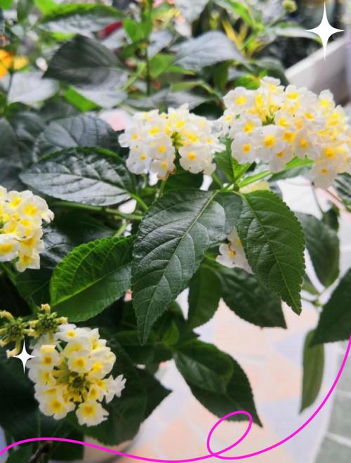 五色梅有毒吗，五色梅有毒吗能在室内养吗-第1张图片-优品飞百科