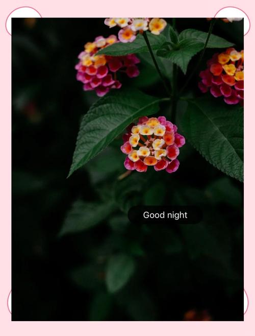 五色梅有毒吗，五色梅有毒吗能在室内养吗-第2张图片-优品飞百科