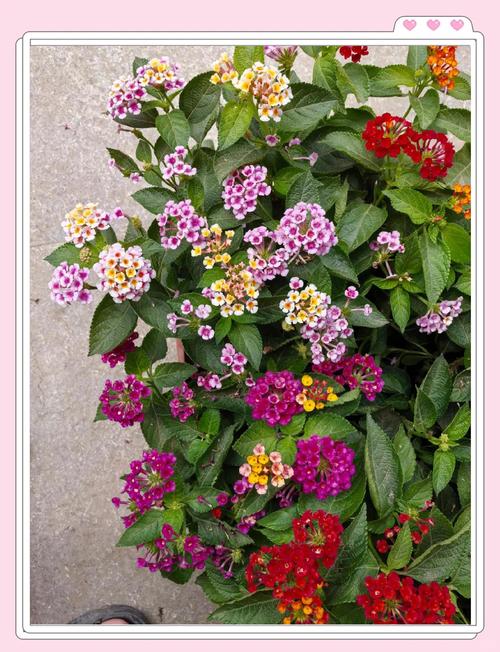 五色梅有毒吗，五色梅有毒吗能在室内养吗-第4张图片-优品飞百科