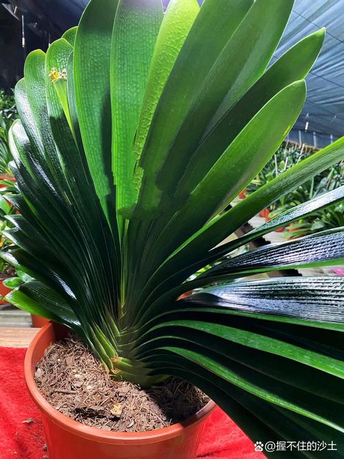 极品君子兰费用及图片欣赏，名贵极品君子兰花图片-第1张图片-优品飞百科