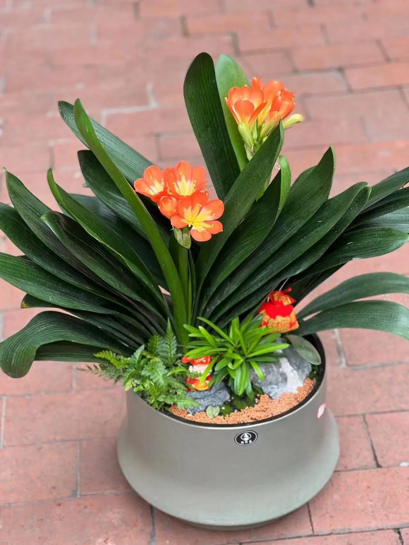 极品君子兰费用及图片欣赏，名贵极品君子兰花图片-第2张图片-优品飞百科