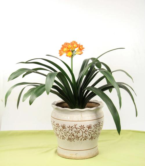 极品君子兰费用及图片欣赏，名贵极品君子兰花图片-第3张图片-优品飞百科