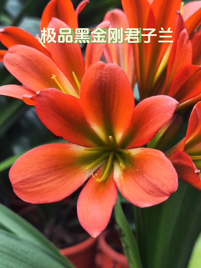 极品君子兰费用及图片欣赏，名贵极品君子兰花图片-第4张图片-优品飞百科