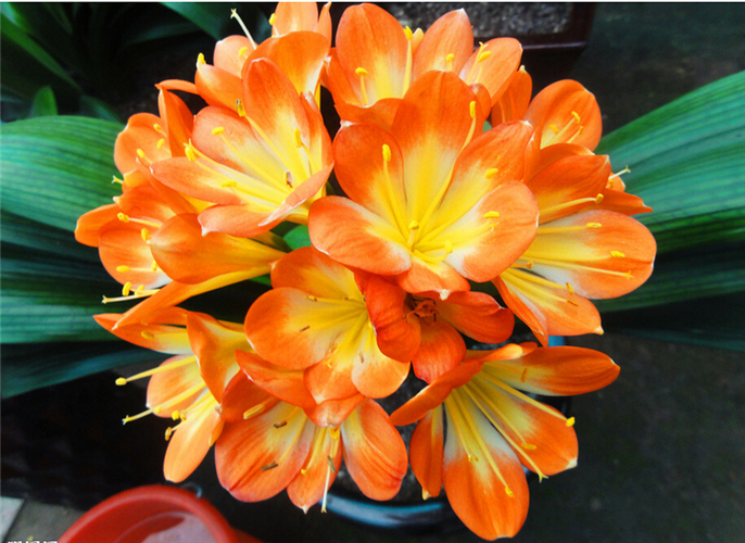 极品君子兰费用及图片欣赏，名贵极品君子兰花图片-第5张图片-优品飞百科