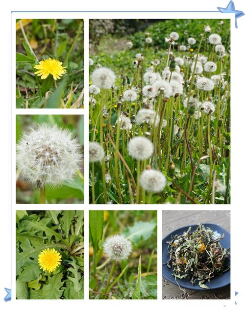 蒲公英图片，蒲公英图片代表什么？-第1张图片-优品飞百科
