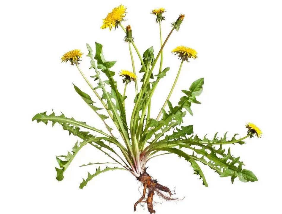 蒲公英图片，蒲公英图片代表什么？-第2张图片-优品飞百科