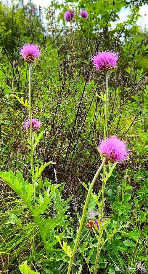 蒲公英图片，蒲公英图片代表什么？-第3张图片-优品飞百科